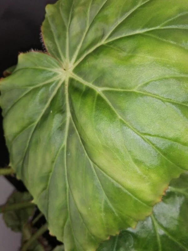 Begonia Freddie, foto 2
