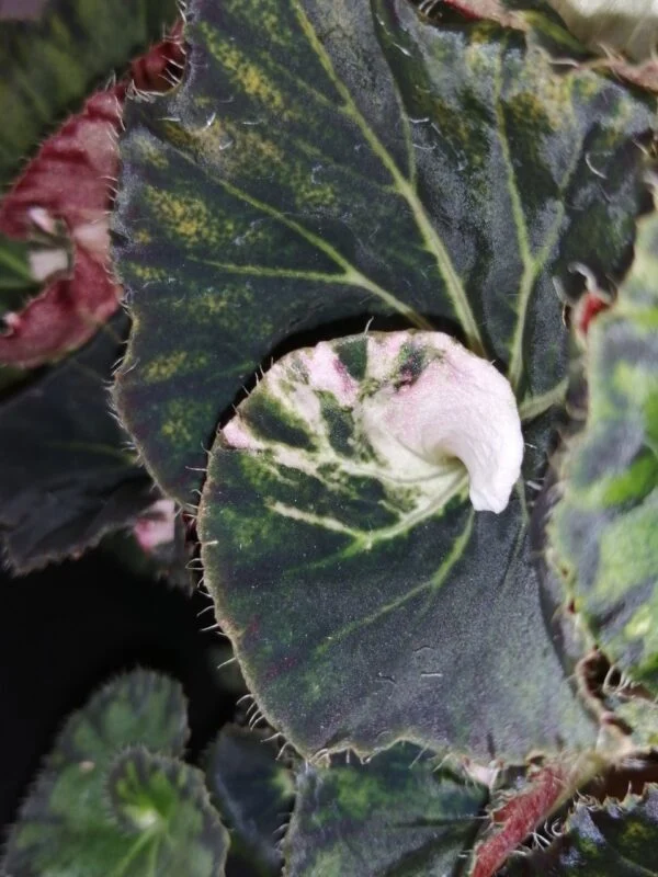Begonia Pink Heart, foto 4