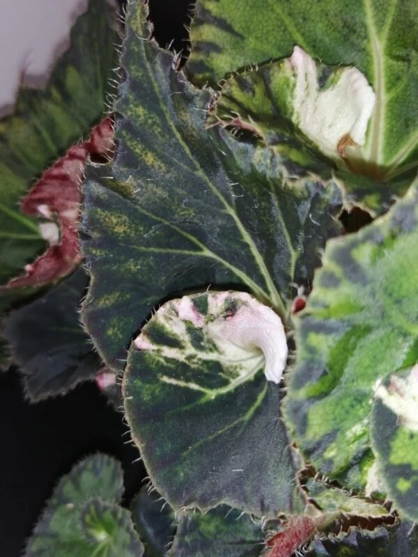Begonia Pink Heart, foto 3
