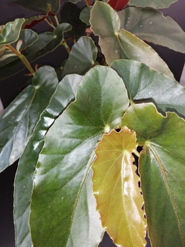 Begonia Miami, pianta da interno