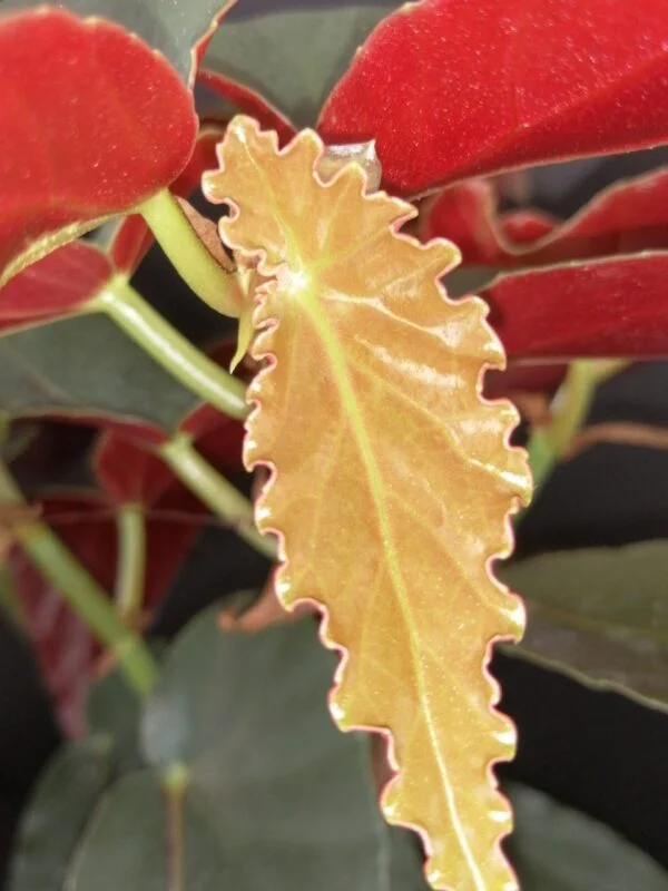 Begonia Miami, foto 2