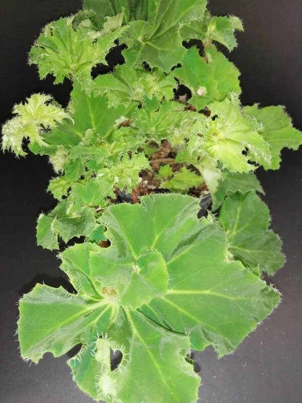 Begonia Lime Swirl, pianta da interno