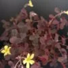 Oxalis vulcanicola, pianta da interno e da esterno