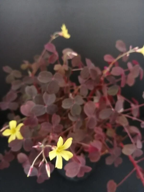 Oxalis vulcanicola, pianta da interno e da esterno