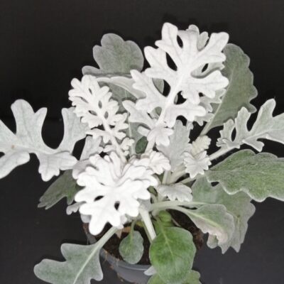 Cineraria maritima , sin. Jacobaea maritima