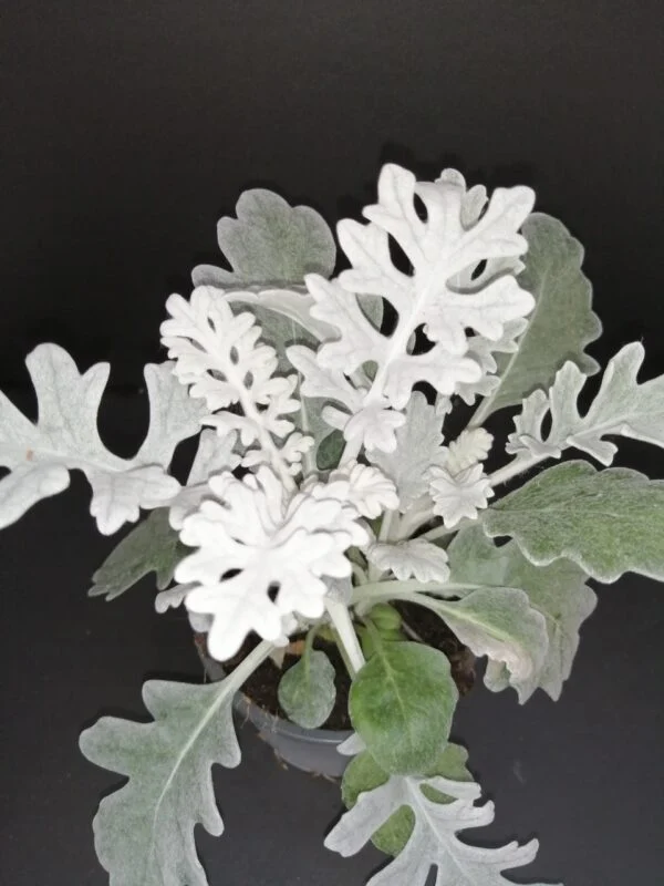 Cineraria maritima , sin. Jacobaea maritima, pianta da esterno