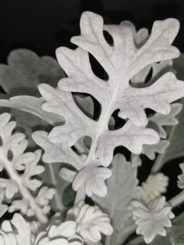 Cineraria maritima, sin. Jacobaea maritima, foto 2