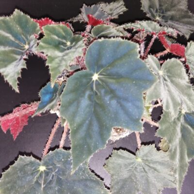Begonia Calimero