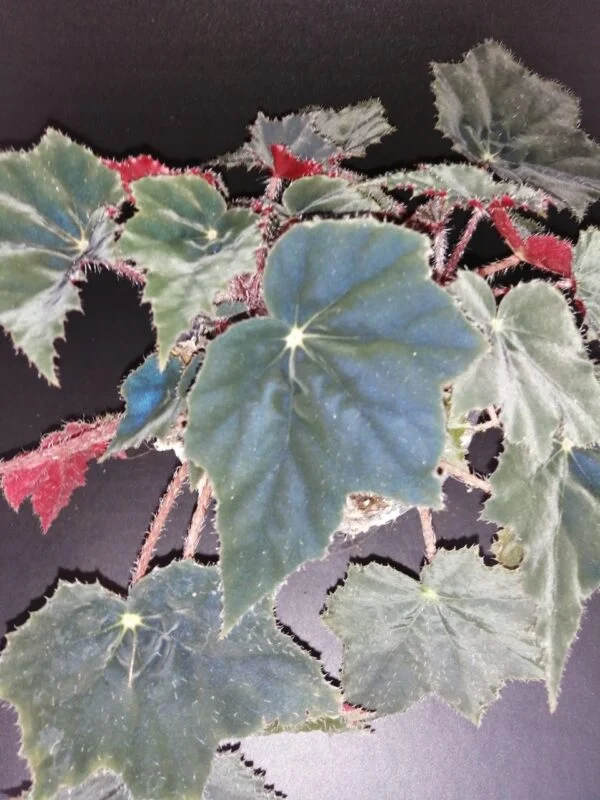 Begonia Calimero, pianta da interno