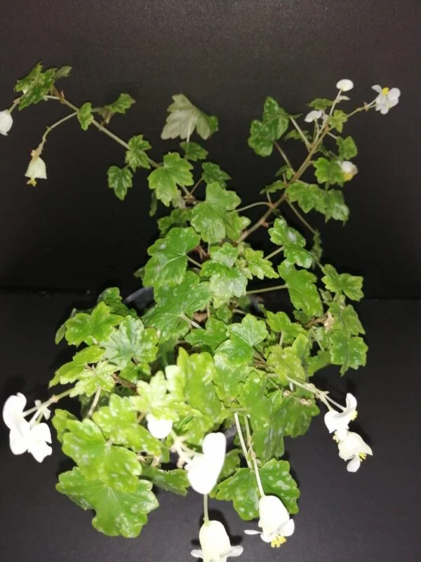 Begonia shepherdii, pianta da interno