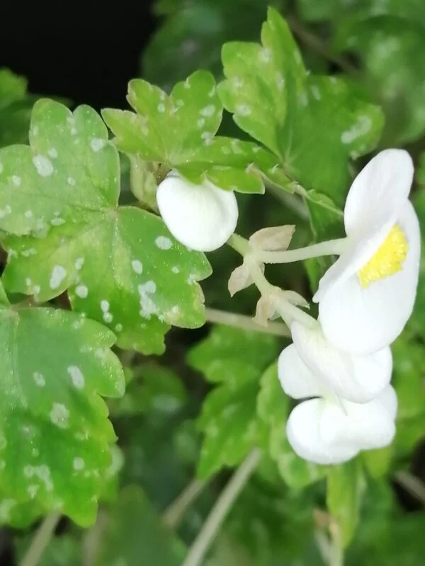 Begonia shepherdii, foto 3