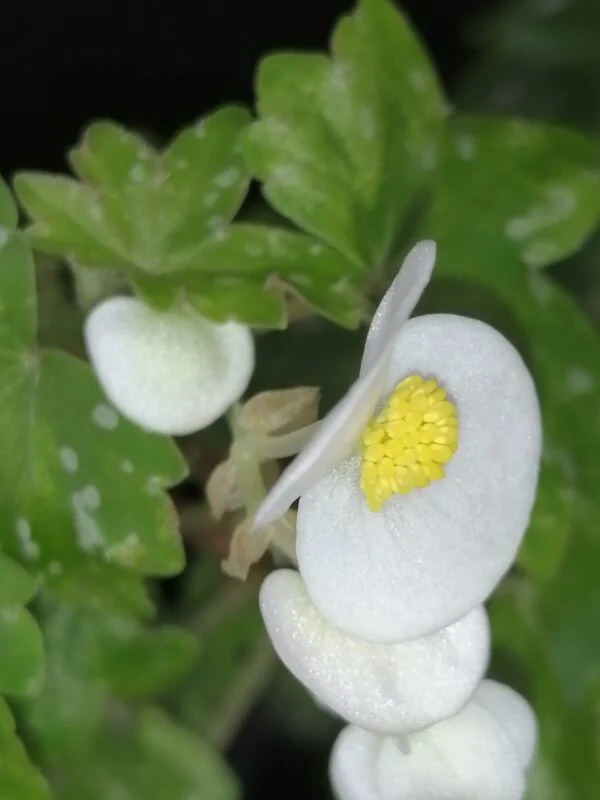 Begonia shepherdii, foto 2
