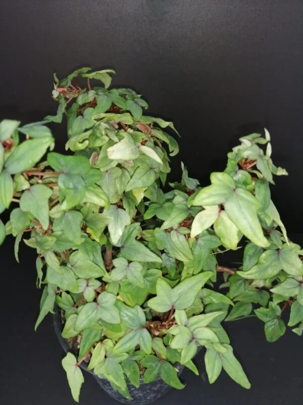 Begonia dregei Tripartita, foto 2