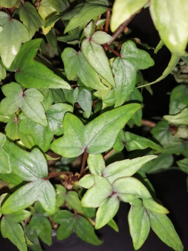 Begonia dregei Tripartita, foto 3