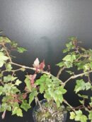 Begonia dregei Otto & Dietrich