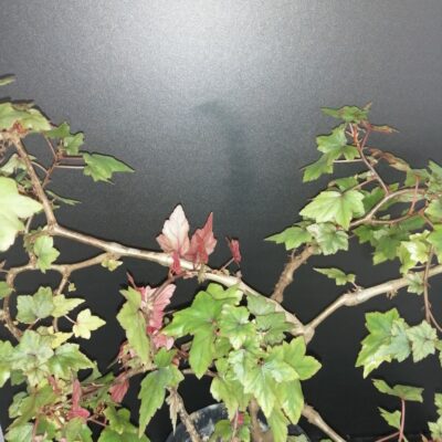 Begonia dregei Otto & Dietrich