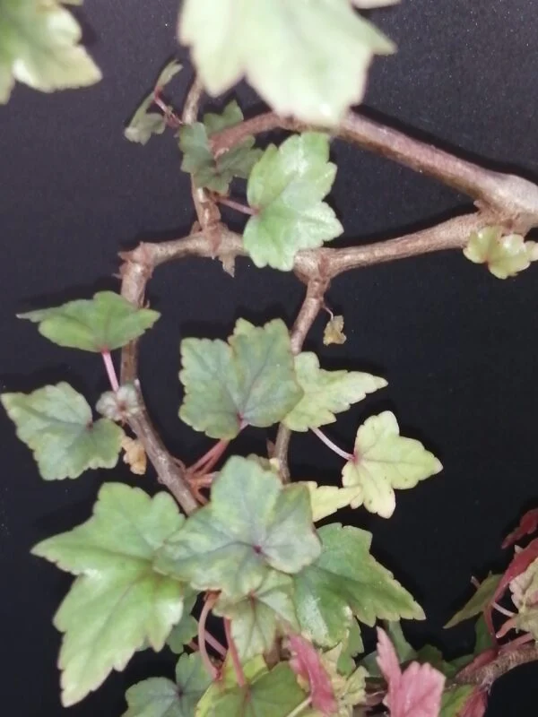 Begonia dregei Otto & Dietrich, foto 5