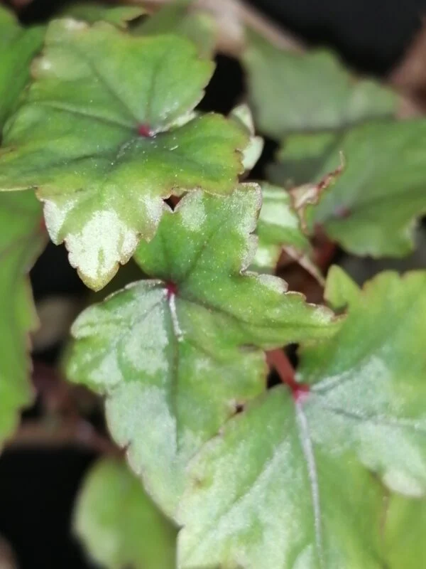 Begonia dregei Otto & Dietrich, foto 4
