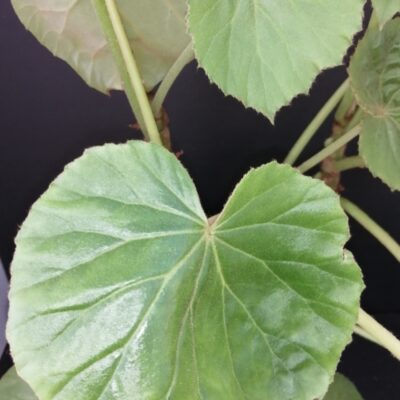 Begonia pruinata