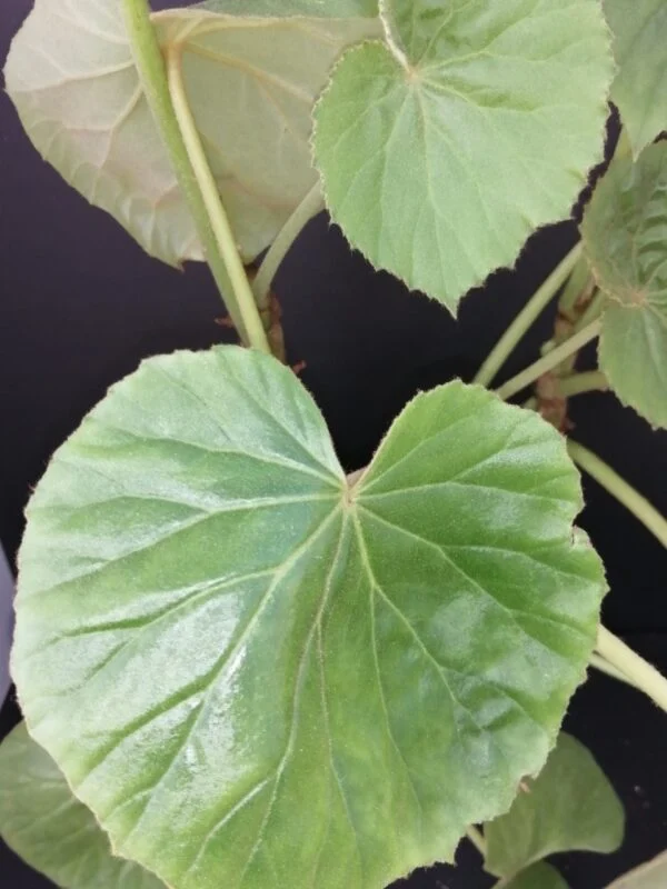 Begonia pruinata, pianta da interno