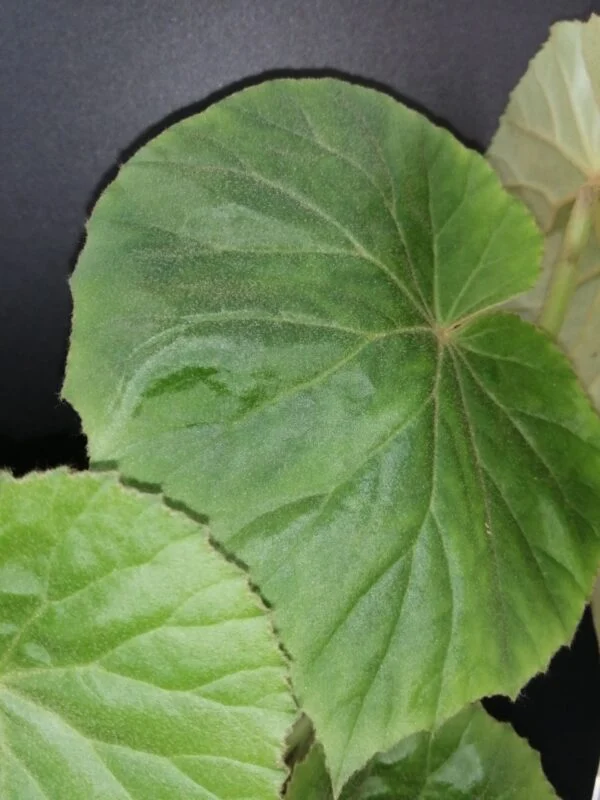 Begonia pruinata, foto 2