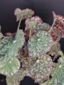 Begonia Norah Bedson