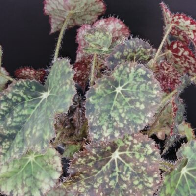 Begonia Norah Bedson