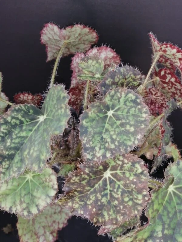 Begonia Norah Bedson, pianta da interno