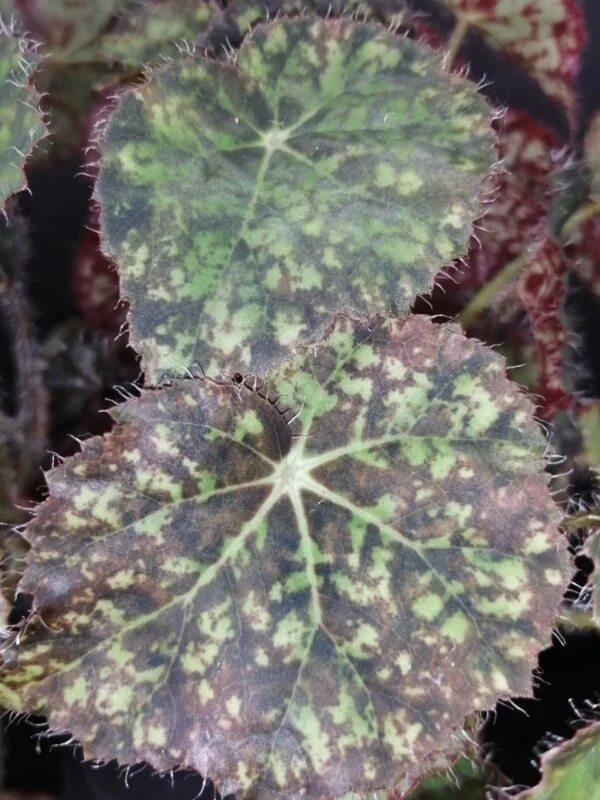 Begonia Norah Bedson, foto 3