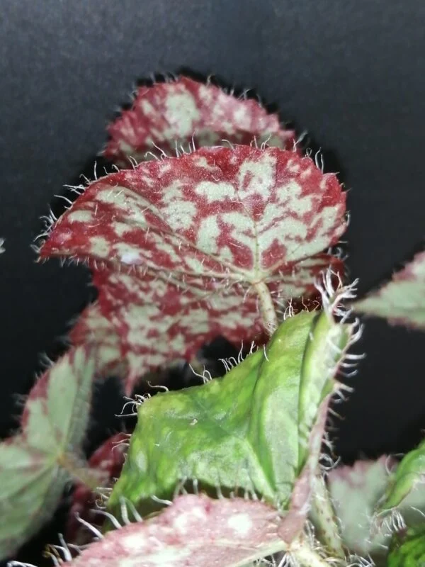 Begonia Norah Bedson, foto 4