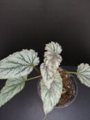Begonia sp. ex Taiwan