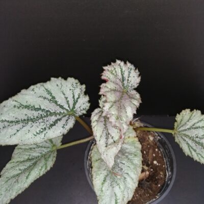 Begonia sp. ex Taiwan