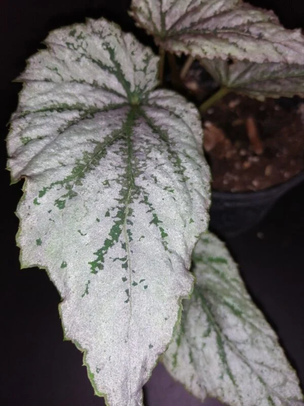 Begonia sp. ex Taiwan, foto 3