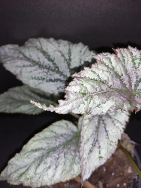 Begonia sp. ex Taiwan, foto 2