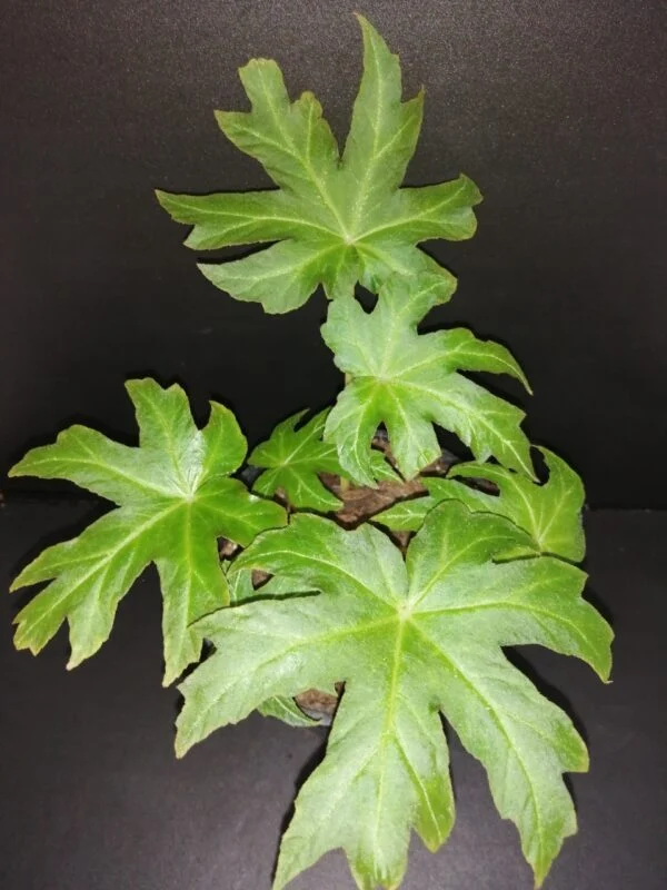 Begonia palmata, pianta da interno e da esterno