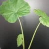 Begonia emeiensis, pianta da interno e da esterno