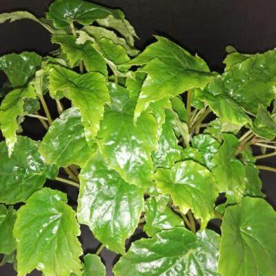 Begonia x chungii