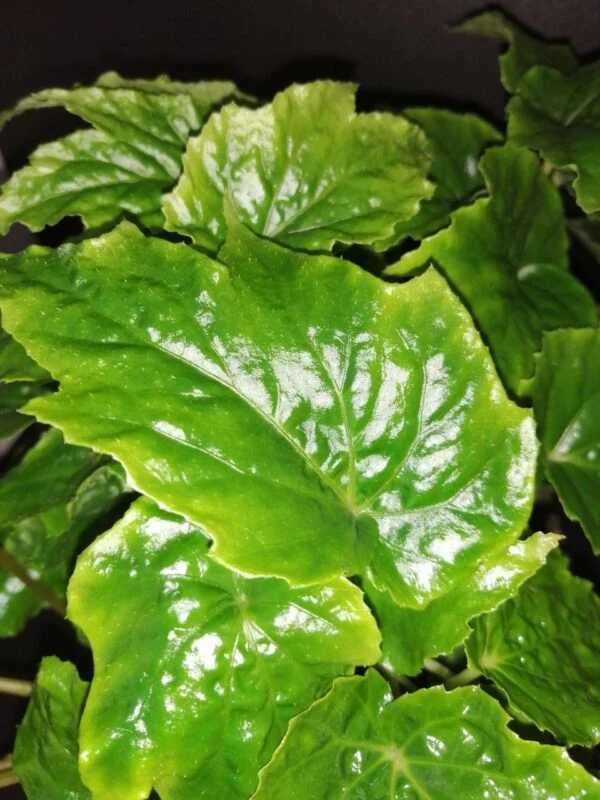 Begonia x chungii, foto 2