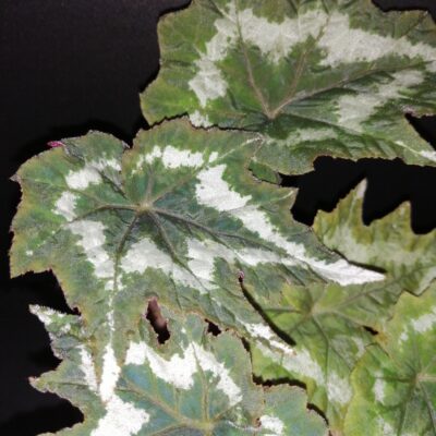 Begonia palmata Tye Dye