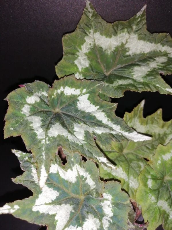 Begonia palmata Tye Dye, pianta da interno e da esterno
