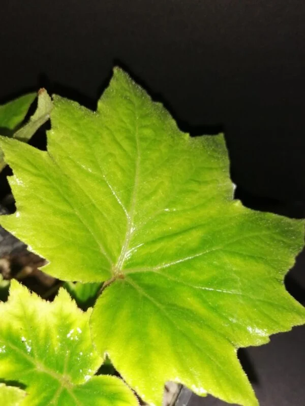 Begonia sikkimensis, foto 2