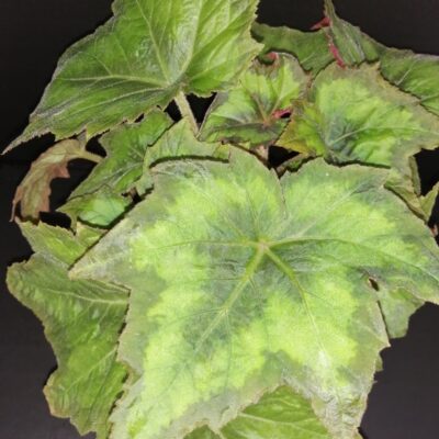Begonia palmata Lime Green