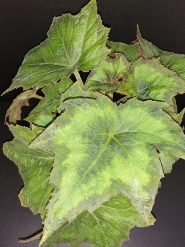 Begonia palmata Lime Green, pianta da interno e da esterno
