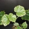 Begonia manicata, pianta da interno