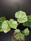 Begonia manicata