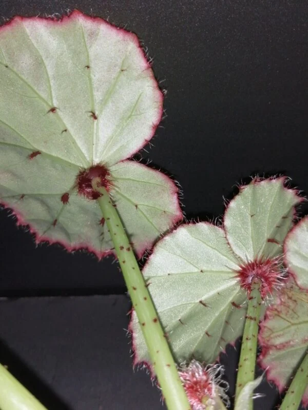 Begonia manicata, foto 3