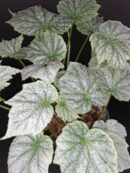 Begonia formosana var. albomaculata