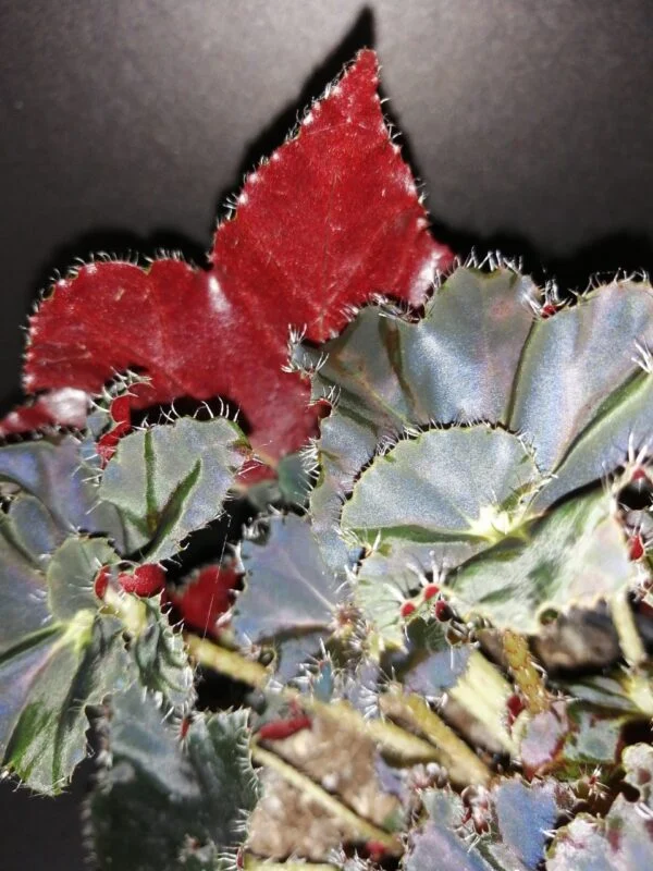 Begonia Black Beauty, foto 4