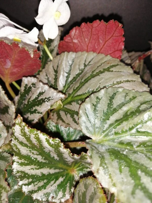 Begonia Mishmi Silver, foto 4