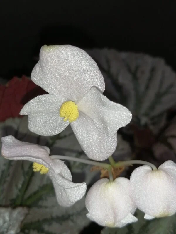 Begonia Mishmi Silver, foto 5